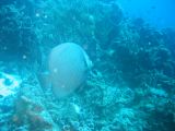 Tortues 04-05-018