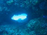 Tortues 04-05-025