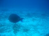 Tortues 04-05-029