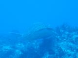 Tortues 04-05-035