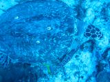 Tortues 04-05-041