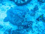 Tortues 04-05-042