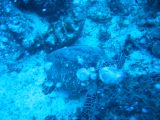 Tortues 04-05-044