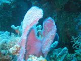 Tortues 04-05-047