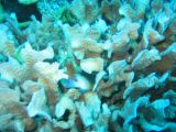 Tortues 04-05-054
