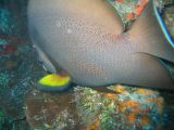 Tortues 04-05-055