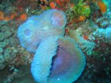 Tortues 04-05-056
