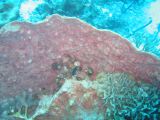 Tortues 04-05-059