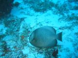 Tortues 04-05-066
