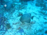 Tortues 04-05-067
