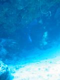 Tortues 04-05-074