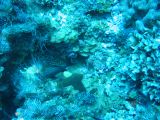 Tortues 04-05-076