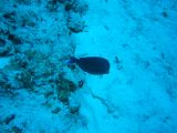 Tortues 04-05-078
