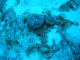 Tortues 04-05-080