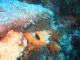 Tortues 04-05-082