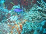 Tortues 04-05-083