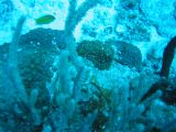Tortues 04-05-087