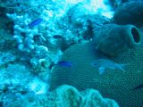 Tortues 04-05-089