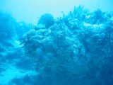 Tortues 04-05-093