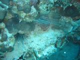 Tortues 04-05-094