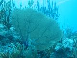 Tortues 04-05-095