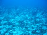 Tortues 04-05-098