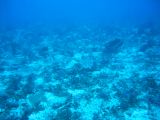 Tortues 04-05-099