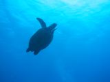 Tortues 04-05-101