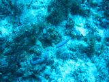 Tortues 04-05-104