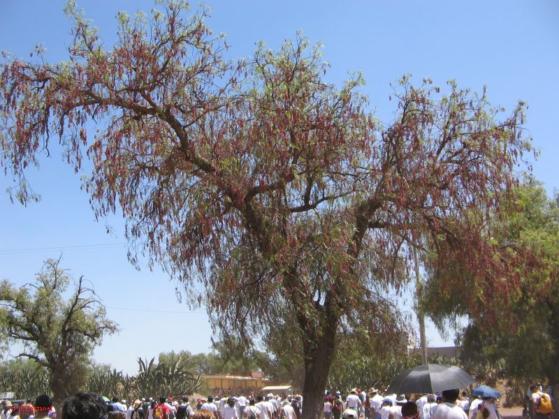 21_3  Teotihuacan  017.jpg