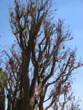 21_3  Teotihuacan  021.jpg