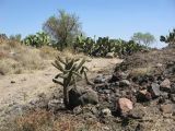 21_3  Teotihuacan  088.jpg