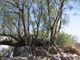 21_3  Teotihuacan  089.jpg