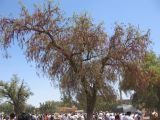 21_3  Teotihuacan  017.jpg