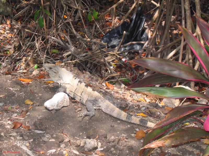 26_3 Tulum cabañas  181.jpg