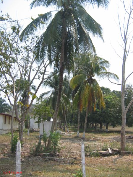 24_3 Yaxchilan  005.jpg