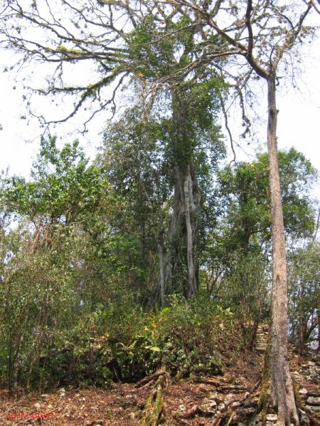 24_3 Yaxchilan  055.jpg
