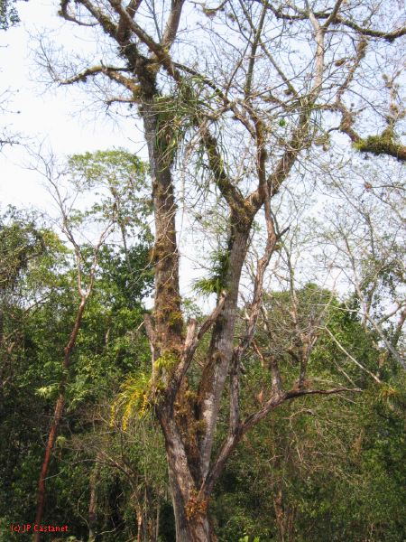 24_3 Yaxchilan  106.jpg