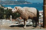 Mouton.jpg