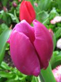 IMG_2207.JPG