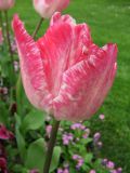 IMG_2233.JPG