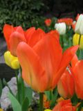 IMG_2242.JPG