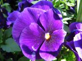 IMG_2270.JPG