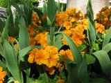 IMG_2284.JPG