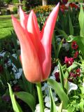 IMG_2287.JPG