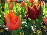 IMG_2316.JPG