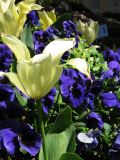 IMG_2331.JPG