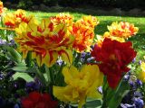 IMG_2332.JPG