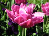 IMG_2335.JPG